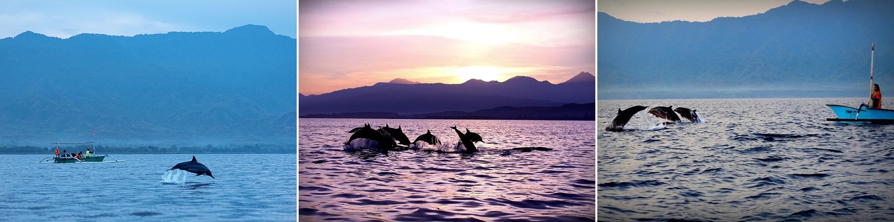 Dolphin