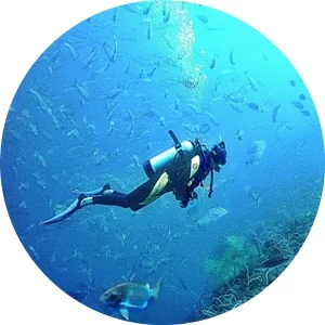 ZENDIVE